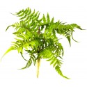 Boston Fern - Nephrolepis exaltata (Lugarti)