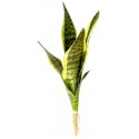 Snake Plant - Laurentii - LG (Lugarti)