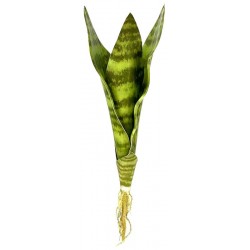 Snake Plant - Zeylanica - MD (Lugarti)