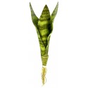 Snake Plant - Zeylanica - MD (Lugarti)