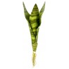 Snake Plant - Zeylanica - MD (Lugarti)