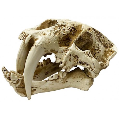 Skull - Saber-tooth - SM (Lugarti)