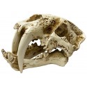 Skull - Saber-tooth - LG (Lugarti)