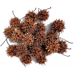 Biodegradables - Sweet Gum Seed Pods (Lugarti)