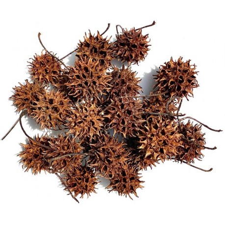 Biodegradables - Sweet Gum Seed Pods (Lugarti)
