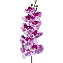 Moth Orchid (Lugarti)