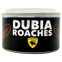Canned Dubia Roaches (Lugarti)