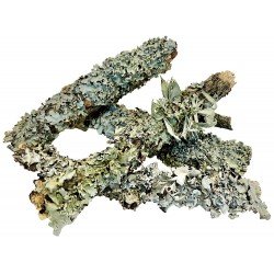 Biodegradables - Dead Wood Lichen (Lugarti)