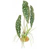 Standing Plant - Spotted Begonia (Komodo)