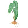 Standing Plant - Emerald Vine (Komodo)