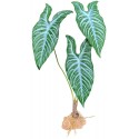 Standing Plant - White Vein (Komodo)