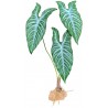 Standing Plant - White Vein (Komodo)