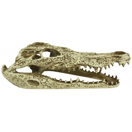 Alligator Skull Hideout (Komodo)